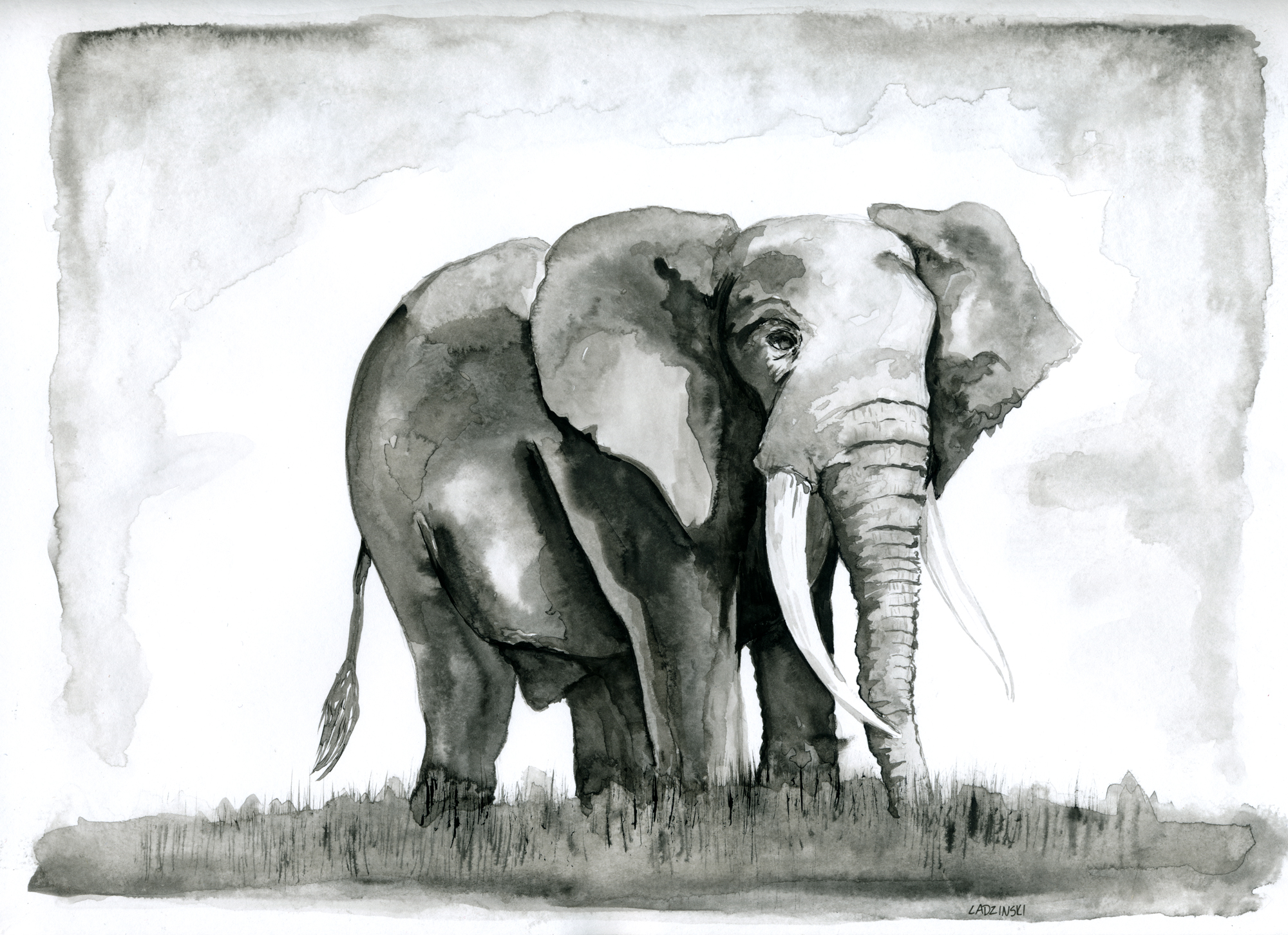 Bull Elephant Inkwash Illustration